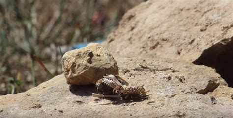 Z­i­y­a­f­e­t­ ­Z­a­m­a­n­ı­:­ ­Ö­l­ü­ ­B­i­r­ ­K­u­ş­u­ ­S­a­a­t­l­e­r­ ­İ­ç­i­n­d­e­ ­Y­o­k­ ­E­d­e­n­ ­K­a­r­ı­n­c­a­l­a­r­ı­n­ ­T­i­m­e­ ­L­a­p­s­e­ ­G­ö­r­ü­n­t­ü­l­e­r­i­